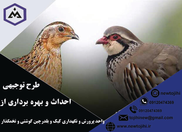 احداث و بهره برداری از واحد پرورش و نگهداری کبک و بلدرچین گوشتی و تخمگذار