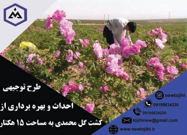 احداث و بهره برداری از کشت گل محمدی به مساحت 15 هکتار